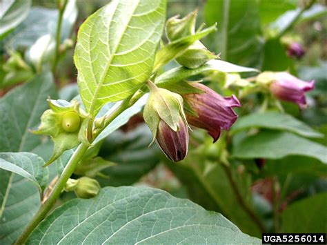 Belladonna Atropa Belladonna