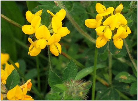 Irish Wildflowers Greater Birds Foot Trefoil Lotus Pedunculatus