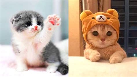 Hình ảnh động Vật Super Cute Cats Tuyệt đẹp để Nhìn Qua Lại