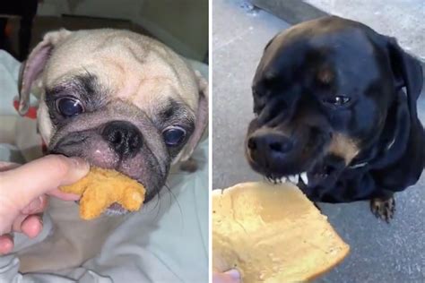 Dogs Taking Gentle Bites Of Food Is The Most Wholesome TikTok Trend