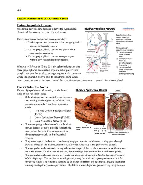 L19 Professor Ventura Lecture 19 Innervation Of Abdominal Viscera