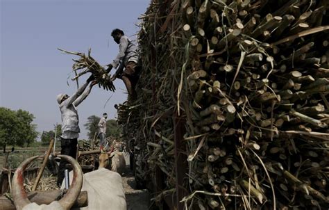 Centre Hikes Sugarcane Fair And Remunerative Price Amid Farmers Protest