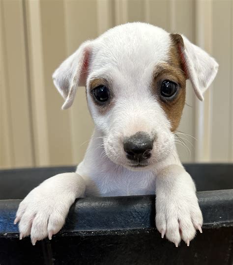 Smooth Coat Jack Russell Terrier Puppies For Sale in Texas Archives - Duke's Legacy Jack Russell