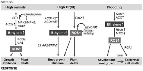 Frontiers The Role Of Ethylene And Ros In Salinity Heavy Metal And