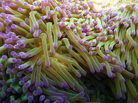 zoom on a Sea Anemona