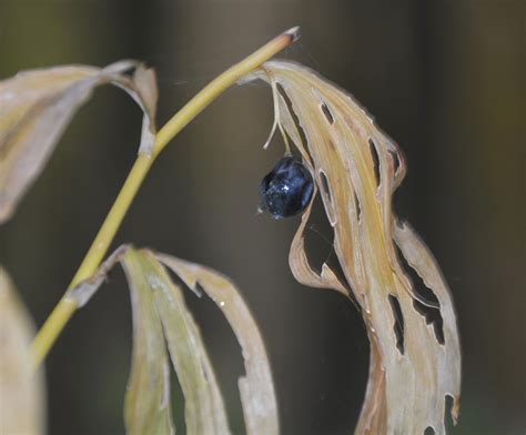 Vielbl Tige Wei Wurz Ngidn Naturgucker De Enjoynature