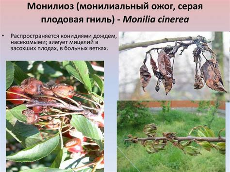 Монилиоз яблони (75 фото)