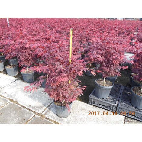 Acero Rosso Giapponese Acer Palmatum Fireglow Pianta In Vaso 22 Cm H