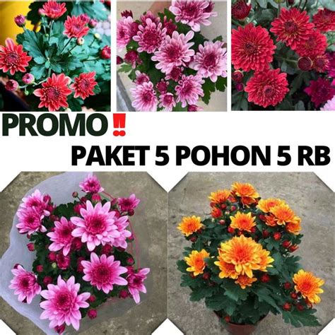 [ Paket 5 Pohon Tanaman Hias Bunga Hias Hidup ] 5 Pcs Bibit Tanaman ...