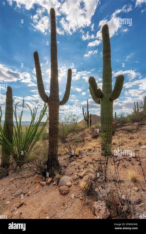 Saguaro Kaktus Landschaft Fotos Und Bildmaterial In Hoher Aufl Sung