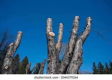 188 Naked Willow Sky Images Stock Photos Vectors Shutterstock