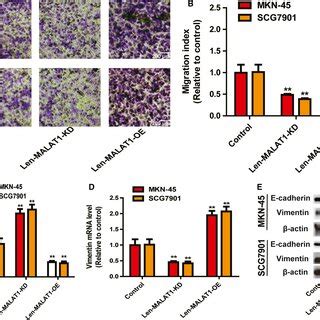 LncRNA MALAT1 Promotes The Stemness Of Gastric Cancer Cells A B The