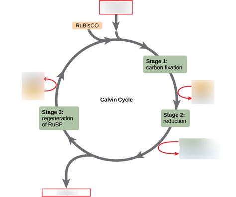 Calvin Cycle Diagram Quizlet