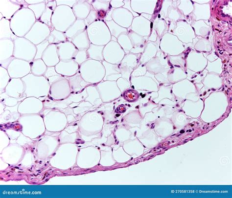 Adipose Tissue Under Microscope View Show Contains Large Lipid Droplet ...