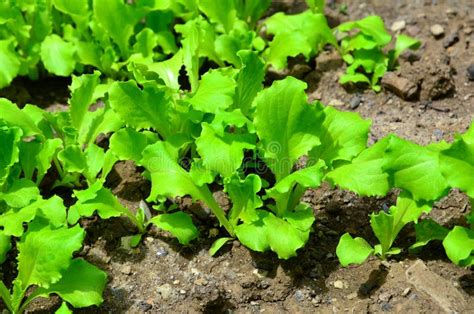 Young Bright Green Lettuce Salad Growing In Rocky Ground Stock Image