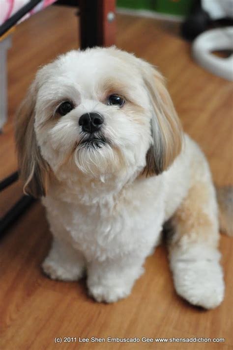 45 Shih Tzu Puppy Cut Pictures Pet My Favourite