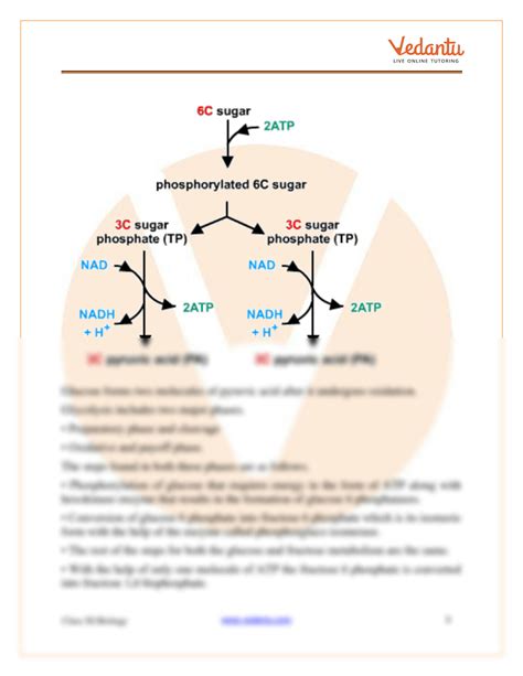 Solution Respiration In Plants Class Notes Cbse Biology Chapter