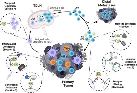 of cytokine engineering efforts for cancer immunotherapy. The... | Download Scientific Diagram