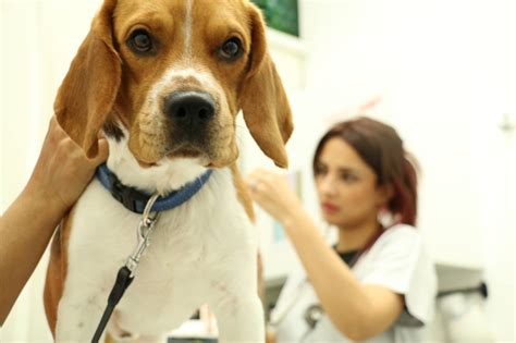 Lucky Veterinary Clinic Dubai Review Rate Your Customer Experience