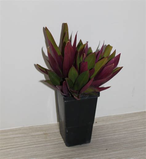 Tradescantia Spathacea Dwarf Buy Rhoeo Plants Online