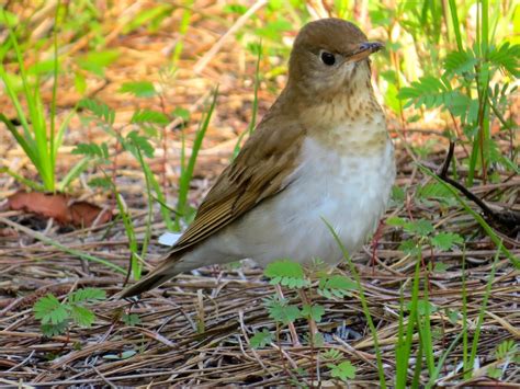 The Forgotten Coast: Thrushes Return to St. George