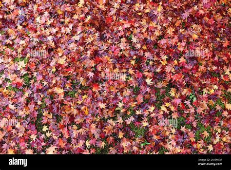 Autumn Foliage In Japan Colourful Japanese Maple Trees During Momiji