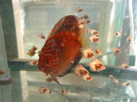 Care/Breeding - Dallas Discus