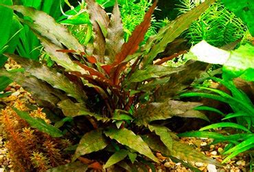 Криптокорины - фото и содержание в аквариуме