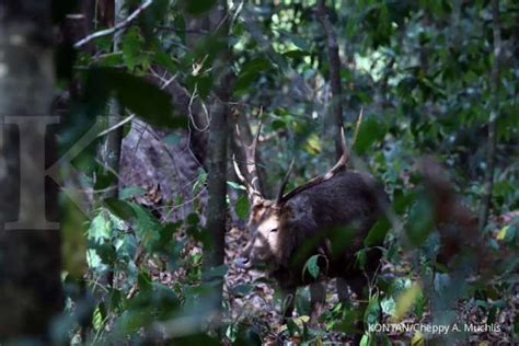 Klhk Pastikan 29 Taman Nasional Dan Wisata Alam Siap Dibuka Di Mana Saja