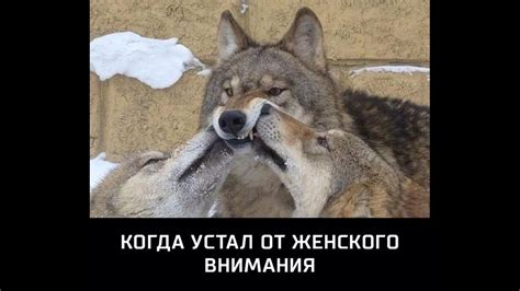 Веселые картинки. Приколы про волков. Смешные волки картинки. - YouTube
