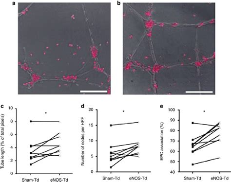 Circulating Angiogenic Cell Cac Stimulation Of Tube Formation With A