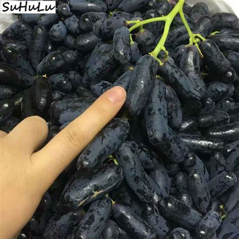 Rare Black Finger Grape Heirloom Organic Fruit Natural Growth Tree