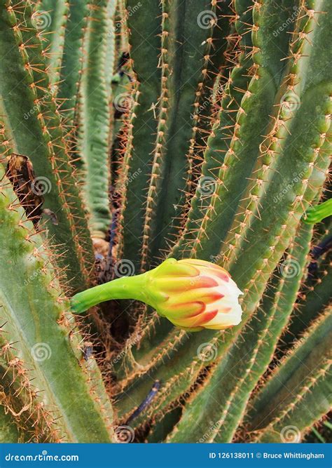 Flor Floreciente Del Cactus Belleza Entre Las Espinas Imagen De