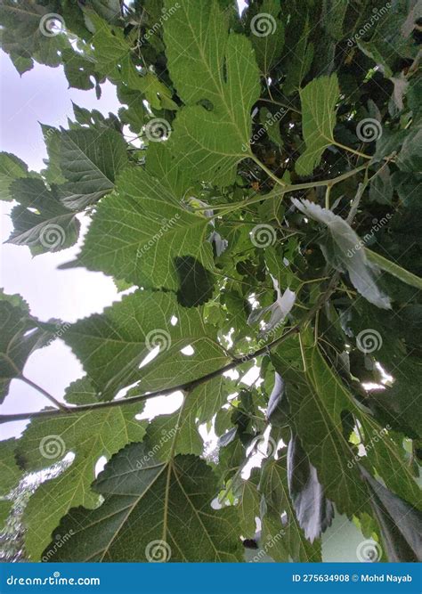 Mulberry Tree Mulberry Tree Leaves. Stock Photo - Image of food, fruit: 275634908