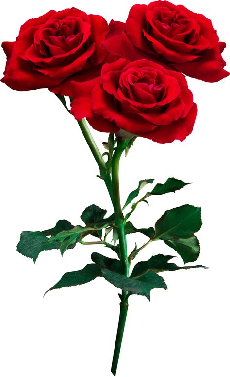 Red Rose Flowers Isolated For Love Wedding And Valentines Day Png