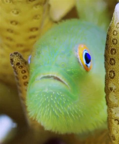 Hairy Goby - волосатая гобия - Тайны вселенной