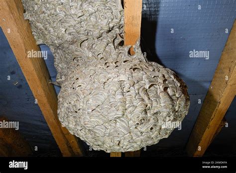 Wasp S Nest In An English Attic Showing The Detail Of How It Was Made