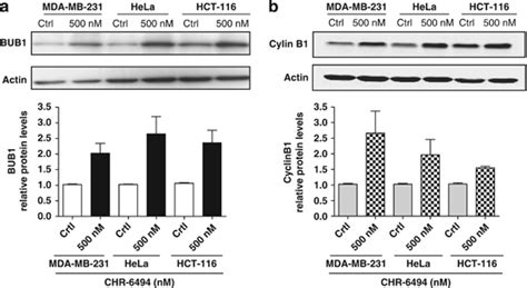 CHR 6494 Treatment Upregulates The Spindle Assembly Checkpoint Protein