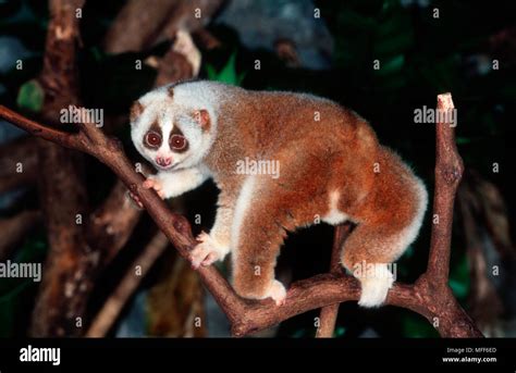 slow loris borneo  res stock photography  images alamy