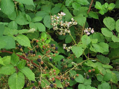 Himalayan Blackberry Identification And Control Rubus Bifrons Or Rubus Armeniacus King County