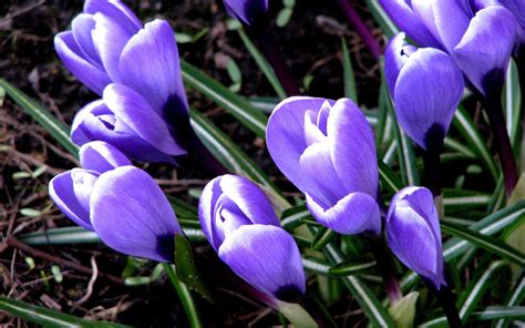 Fondos De Pantalla Hojas Césped Snowdrops Azafrán Flor Ojo