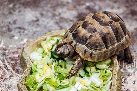 How to Set up a Tortoise Enclosure: The Complete Guide - Reptile Advisor