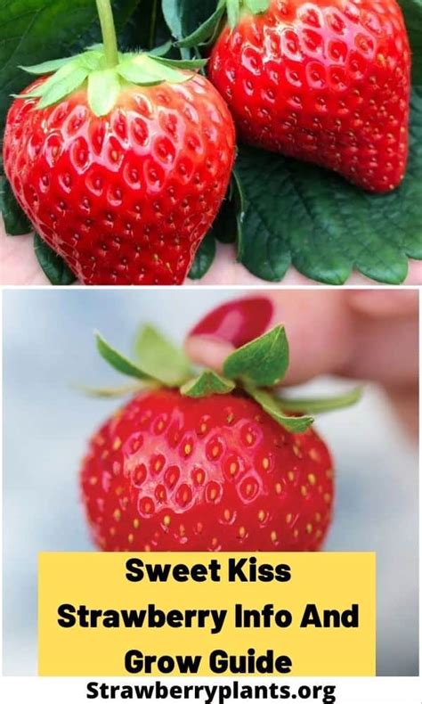 Sweet Kiss Strawberry Variety Info And Grow Guide Strawberry Plants