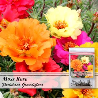 Moss Rose Double Dazzle Portulaca Grandiflora Flower Seeds Mixed