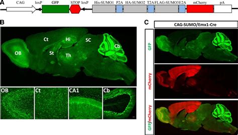 Small Ubiquitin Like Modifier 3Modified Proteome Regulated By Brain