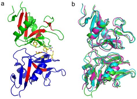 Figure Anatomy Of Nk Cell Ctl Receptor Ligand Interactions A The