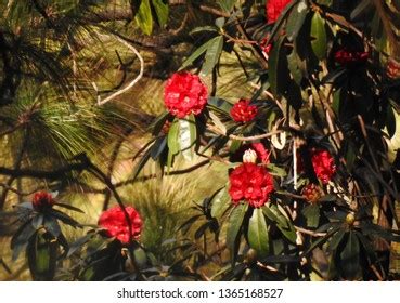 Himalayan Wild Flora Fauna Stock Photo 1365168527 | Shutterstock