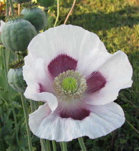 Купить семена Мак Papaver Kelmscott Giant в Москве: доставка семян по ...