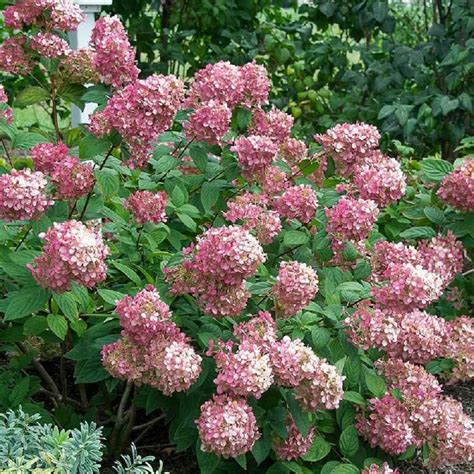 Choose The Best Hydrangeas For Your Garden Better Homes Gardens