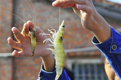 Taiwan Recreational Shrimp/Prawn Fishing - Culture & History - Forumosa